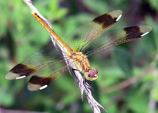 昆虫図鑑・ミヤマアカネ
